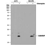 GABARAP Monoclonal Antibody (853641)