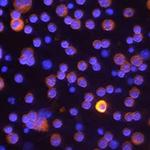 Caspase 4 Monoclonal Antibody (919916)