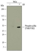 Phospho-p38 MAPK alpha (Thr180, Tyr182) Monoclonal Antibody (696602)