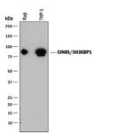 SH3KBP1 Monoclonal Antibody (931308)
