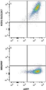 KCC4 Monoclonal Antibody (891526)