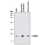 GABARAPL2 Antibody in Western Blot (WB)