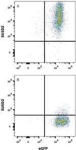 SUSD2 Monoclonal Antibody (944827)