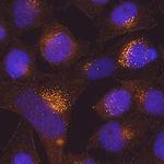 TMEM59 Monoclonal Antibody (816004)