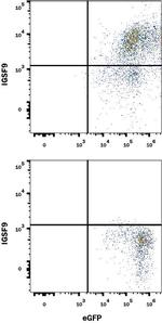 IGSF9 Monoclonal Antibody (993107)