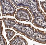 IFNL4 Antibody in Immunohistochemistry (Paraffin) (IHC (P))