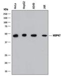 SERPINH1 Antibody in Western Blot (WB)