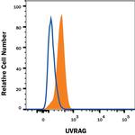 UVRAG Monoclonal Antibody (953035)