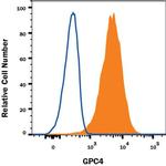 Glypican 4 Monoclonal Antibody (961609)