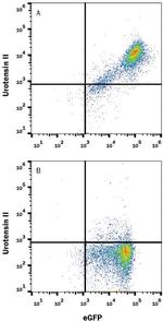 Urotensin II Receptor Monoclonal Antibody (443707)