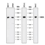 MIOS Monoclonal Antibody (955413)