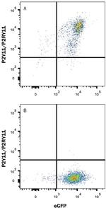P2Y11 Monoclonal Antibody (505214)