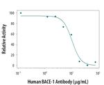 BACE1 Antibody in Neutralization (Neu)