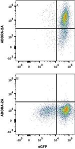 ADORA2A/ADORA2B Monoclonal Antibody (599743)