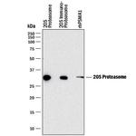 20S Proteasome Monoclonal Antibody (863437)
