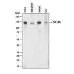 SR140 Monoclonal Antibody (983615)