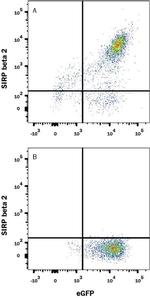 SIRPB2 Monoclonal Antibody (1008709)