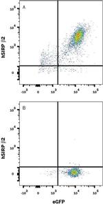 SIRPB2 Monoclonal Antibody (1008702)