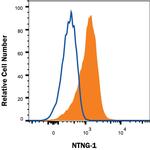 NTNG1 Monoclonal Antibody (1010035)