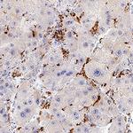 CETP Antibody in Immunohistochemistry (Paraffin) (IHC (P))