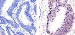 E2F4 Antibody in Immunohistochemistry (Paraffin) (IHC (P))