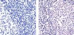 E2F4 Antibody in Immunohistochemistry (Paraffin) (IHC (P))