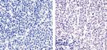 E2F4 Antibody in Immunohistochemistry (Paraffin) (IHC (P))