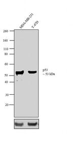 p53 Monoclonal Antibody (PAb 1801)