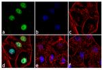 Cyclin A Antibody in Immunocytochemistry (ICC/IF)