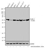Cyclin A Antibody in Western Blot (WB)