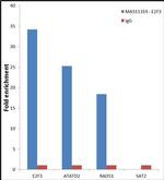 E2F3 Antibody in ChIP Assay (ChIP)