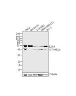 E2F3 Antibody in Western Blot (WB)