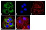 Phospho-ErbB2 (HER-2) (Tyr1248) Antibody in Immunocytochemistry (ICC/IF)