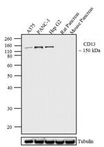 CD13 Antibody in Western Blot (WB)