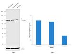 Rb Antibody in Western Blot (WB)