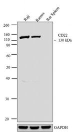 CD22 Antibody in Western Blot (WB)