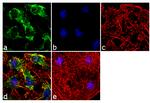 Caspase 3 Antibody in Immunocytochemistry (ICC/IF)
