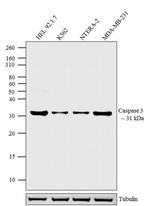 Caspase 3 Antibody in Western Blot (WB)