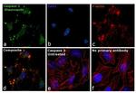 Caspase 3 Antibody