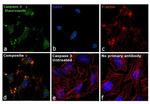 Caspase 3 Antibody in Immunocytochemistry (ICC/IF)