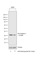 Caspase 3 Antibody in Western Blot (WB)