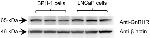 GnRHR Antibody in Western Blot (WB)