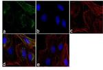 CA125 Antibody in Immunocytochemistry (ICC/IF)