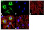 14-3-3 sigma Antibody in Immunocytochemistry (ICC/IF)