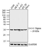 14-3-3 sigma Antibody in Western Blot (WB)