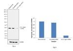 14-3-3 sigma Antibody