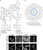 beta Tubulin Antibody in Immunocytochemistry (ICC/IF)