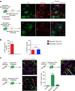 Myosin Skeletal Muscle Antibody in Immunocytochemistry (ICC/IF)