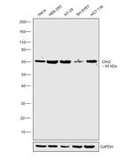 CHK2 Monoclonal Antibody (2CHK01 (DCS-293))