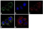 Mitochondria Antibody in Immunocytochemistry (ICC/IF)